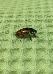 Pselaphacus signatus