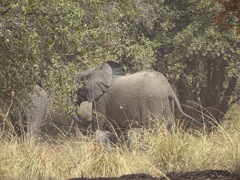 Loxodonta