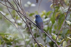 Eumyias albicaudatus