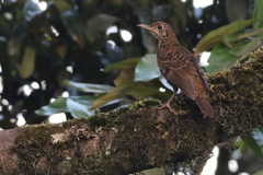 Zoothera neilgherriensis