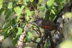 Montecincla fairbanki