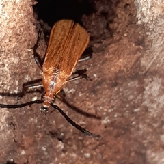 Image of Mimiptera fulvella