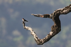Hirundo domicola