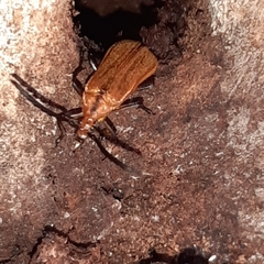Mimiptera fulvella