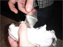 Scotoecus albofuscus