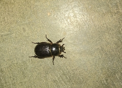 Eophileurus