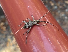 Hexatricha pulverulenta