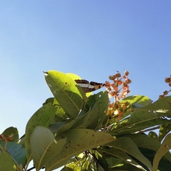 Adelpha phylaca phylaca