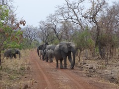 Loxodonta