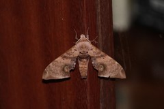 Daphnusa ocellaris