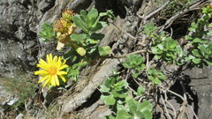 Grindelia buphthalmoides