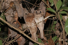 Batrachostomus moniliger