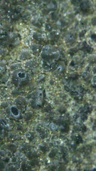 Aspicilia knudsenii