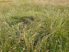Carex iynx