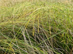 Carex iynx