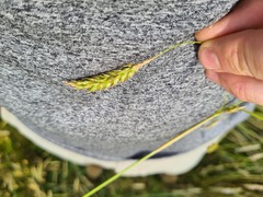 Carex iynx