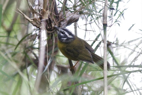 Santa Marta Warbler (Myiothlypis basilica), photo 10