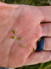 Carex iynx