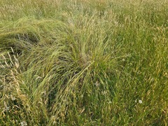Carex iynx