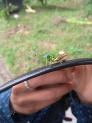 Megacheilacris vallensis