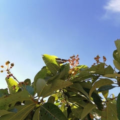 Adelpha phylaca phylaca