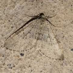 Colostygia multistrigaria