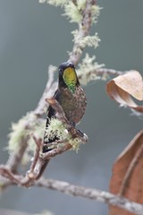 Black-Backed Thornbill photo 3