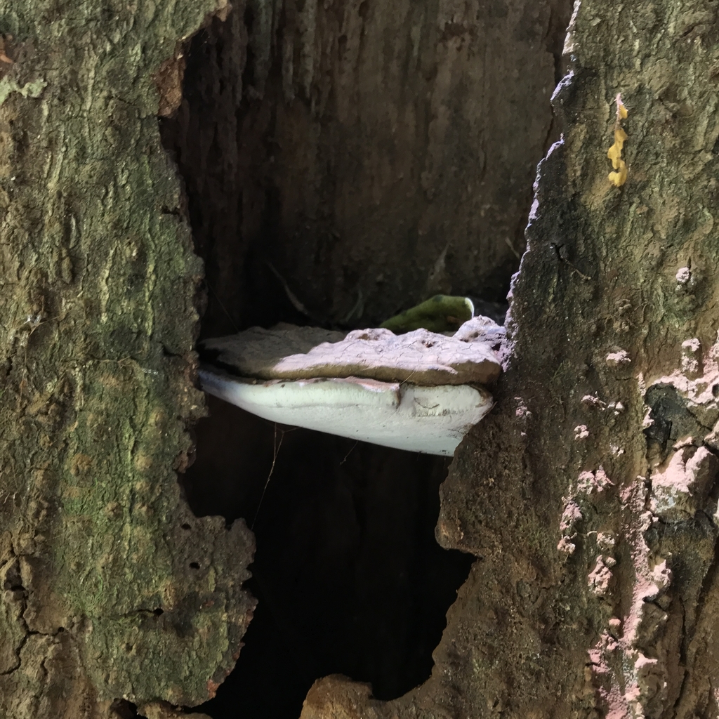 Ganoderma australe · December 2020 · photo: © cristianriquelme (iNaturalist, cc-by)