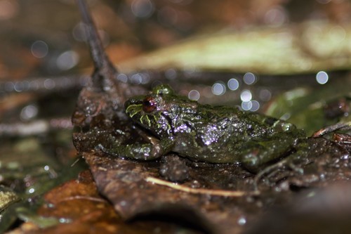 Serranobatrachus carmelitae