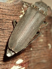 Arhopalus ferus