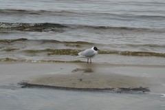 Chroicocephalus ridibundus