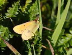 Colias vauthierii
