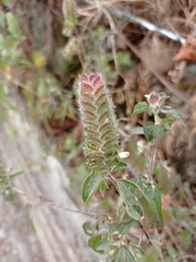 Tetramerium
