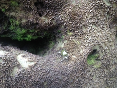 Pachygrapsus socius