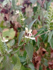 Tetramerium