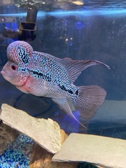 Amphilophus labiatus × cichlasoma trimaculatum