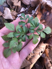 Xanthorhiza simplicissima