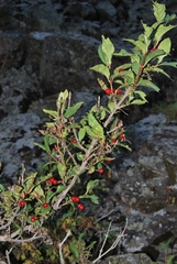 Lonicera karelinii