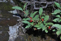 Lonicera karelinii