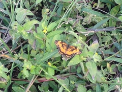 Chlosyne lacinia saundersi