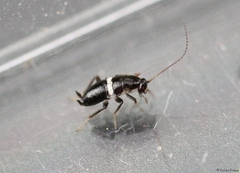 Planuncus tingitanus