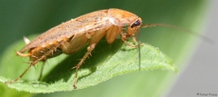 Ectobius vittiventris