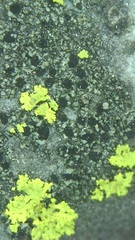 Buellia concinna