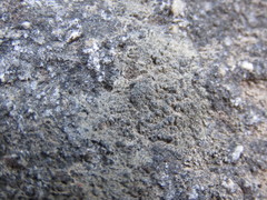 Aspicilia knudsenii