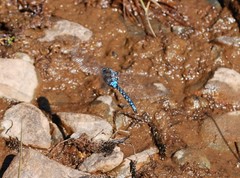 Rhionaeschna variegata