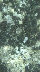 Acarospora veronensis