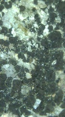 Acarospora veronensis