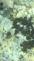 Acarospora veronensis