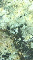 Acarospora veronensis