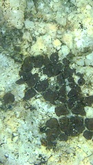 Acarospora veronensis